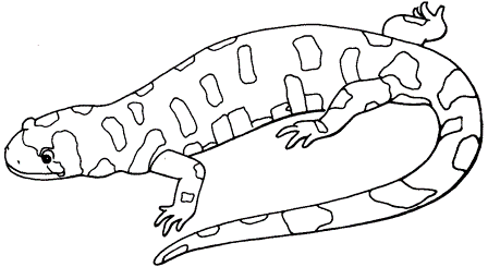 dibujo salamandra manchada para colorear