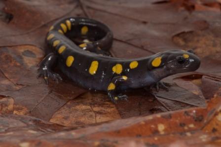 salamandra-manchada