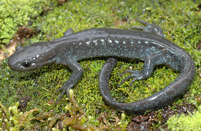 salamandra1